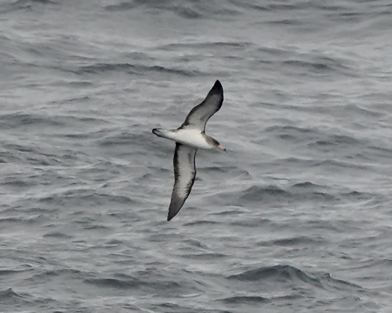 Cory's shearwater